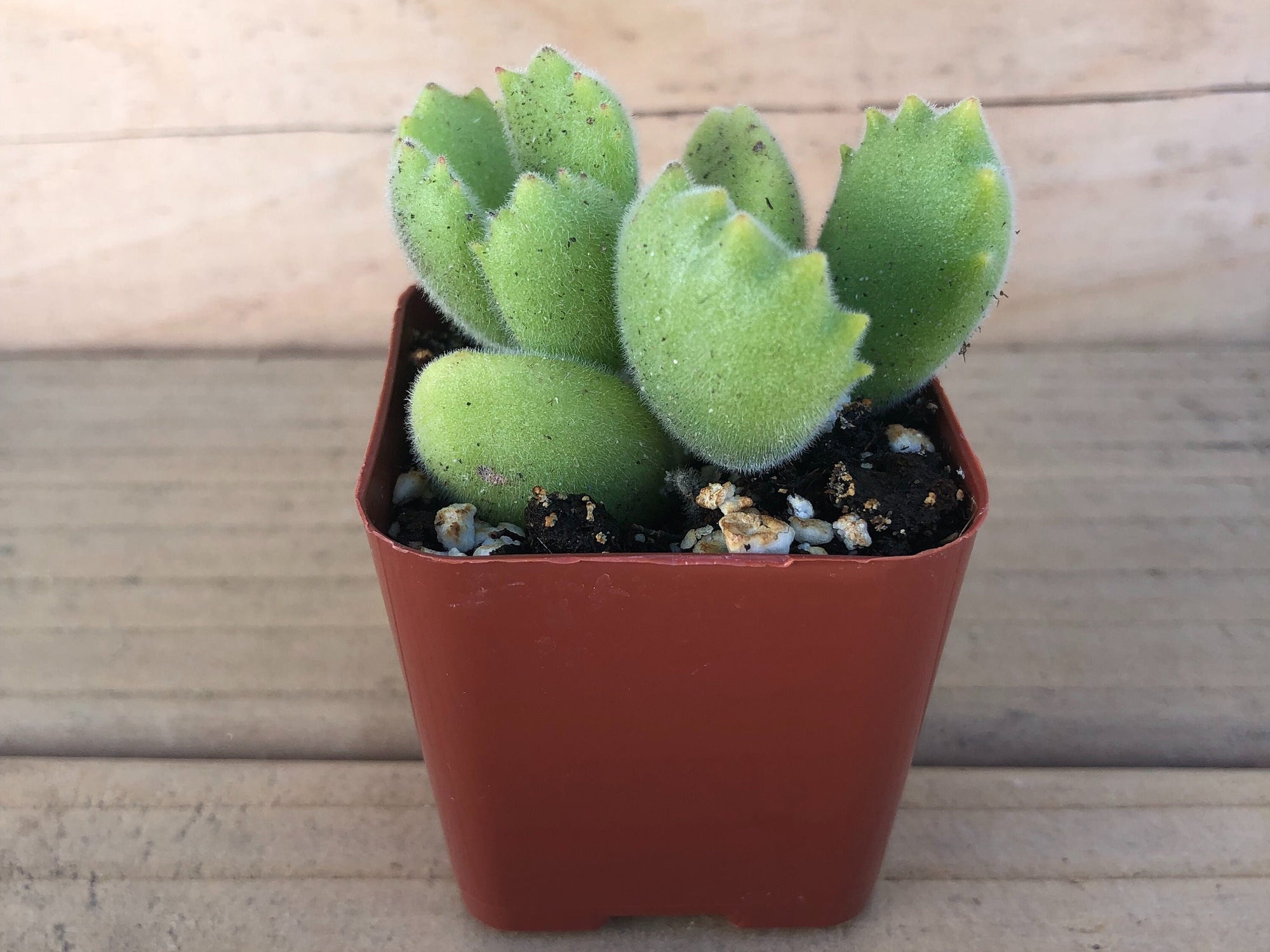 large bear paw succulent Bear's Paw | Cotyledon Tomentosa | Succulents Plant Live
