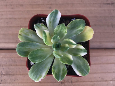 Copper Pinwheel | Aeonium ‘Sunburst’