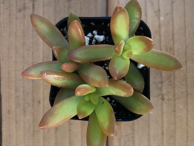 Coppertone Sedum | Coppertone Stonecrop | Sedum nussbaumerianum