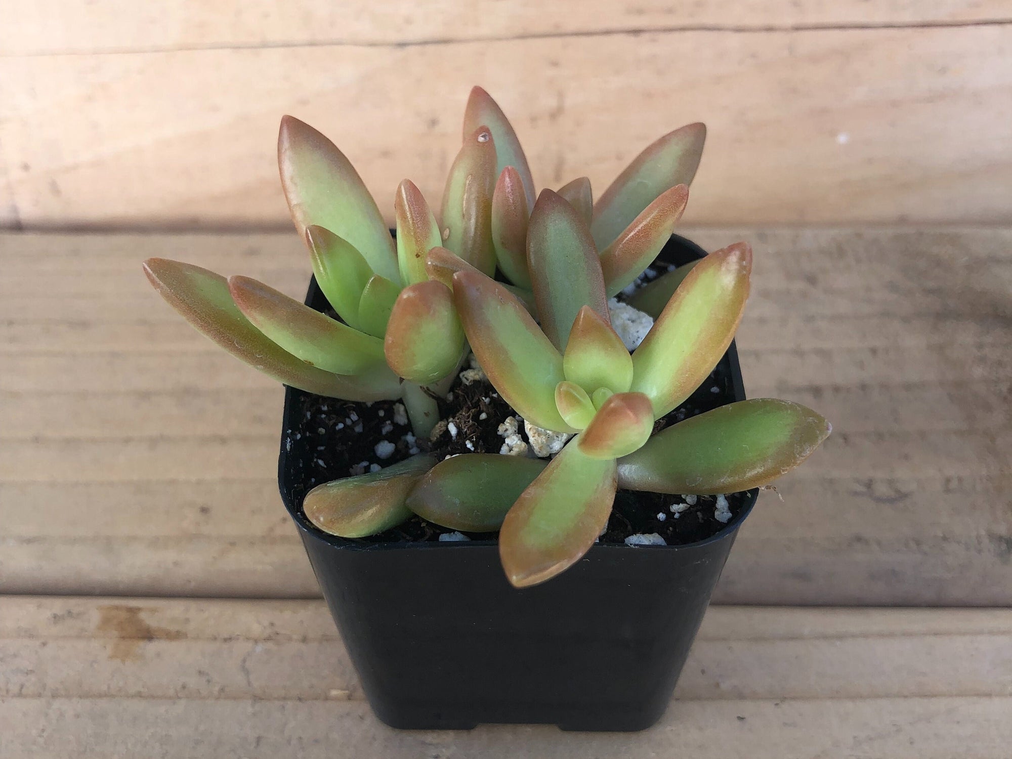 Coppertone Sedum | Coppertone Stonecrop | Sedum nussbaumerianum