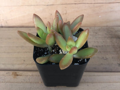 Coppertone Sedum | Coppertone Stonecrop | Sedum nussbaumerianum