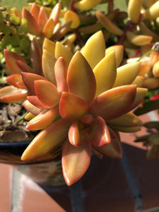 Coppertone Sedum | Coppertone Stonecrop | Sedum nussbaumerianum