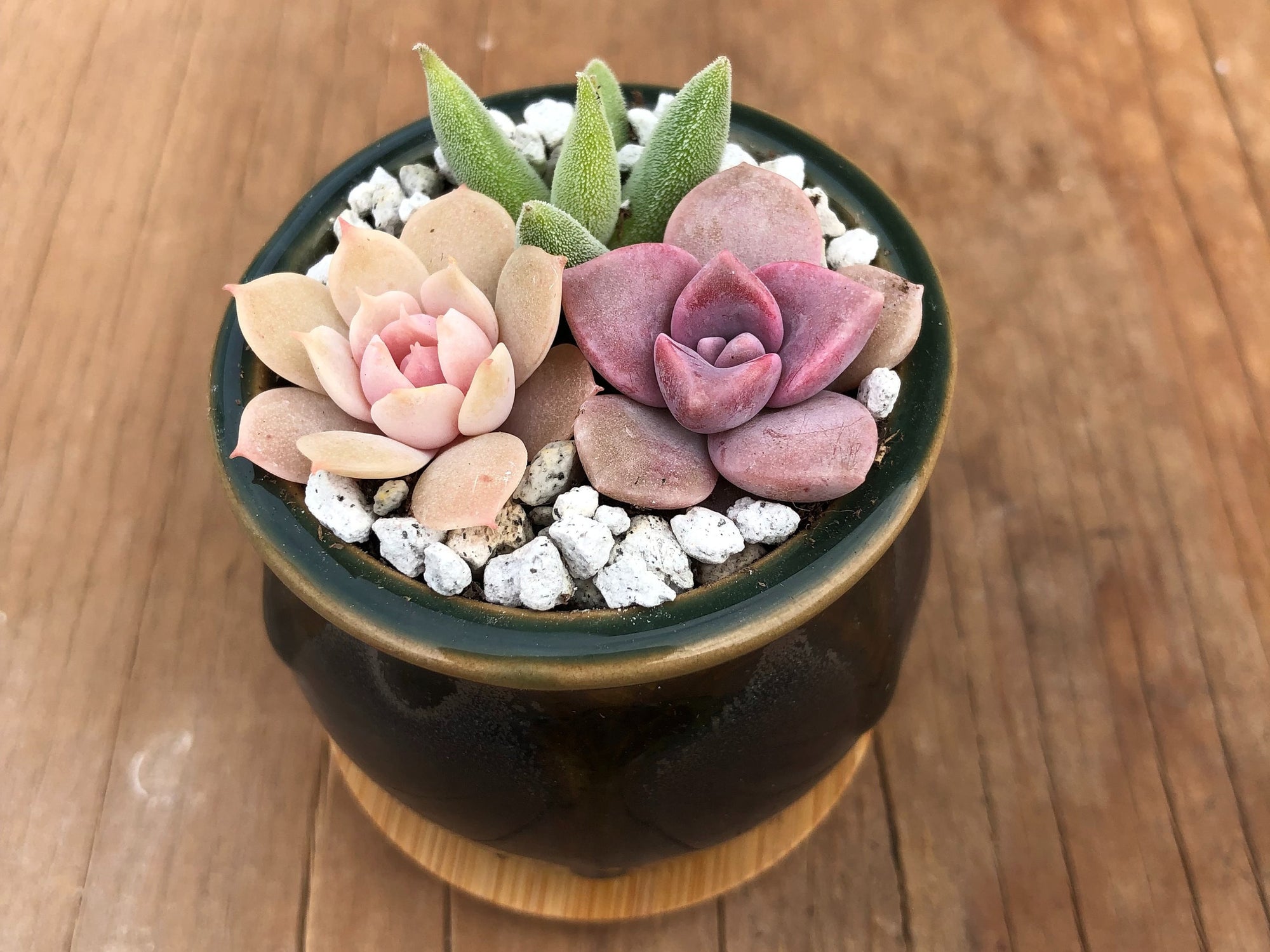 2" Tiny Succulent Arrangement in Pot | Succulent Gift