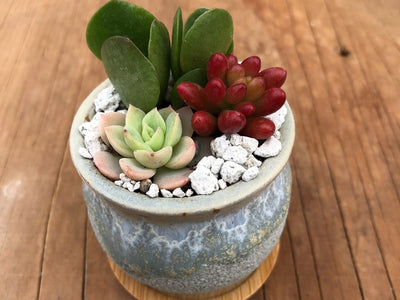 Three Tiny Succulent Arrangements