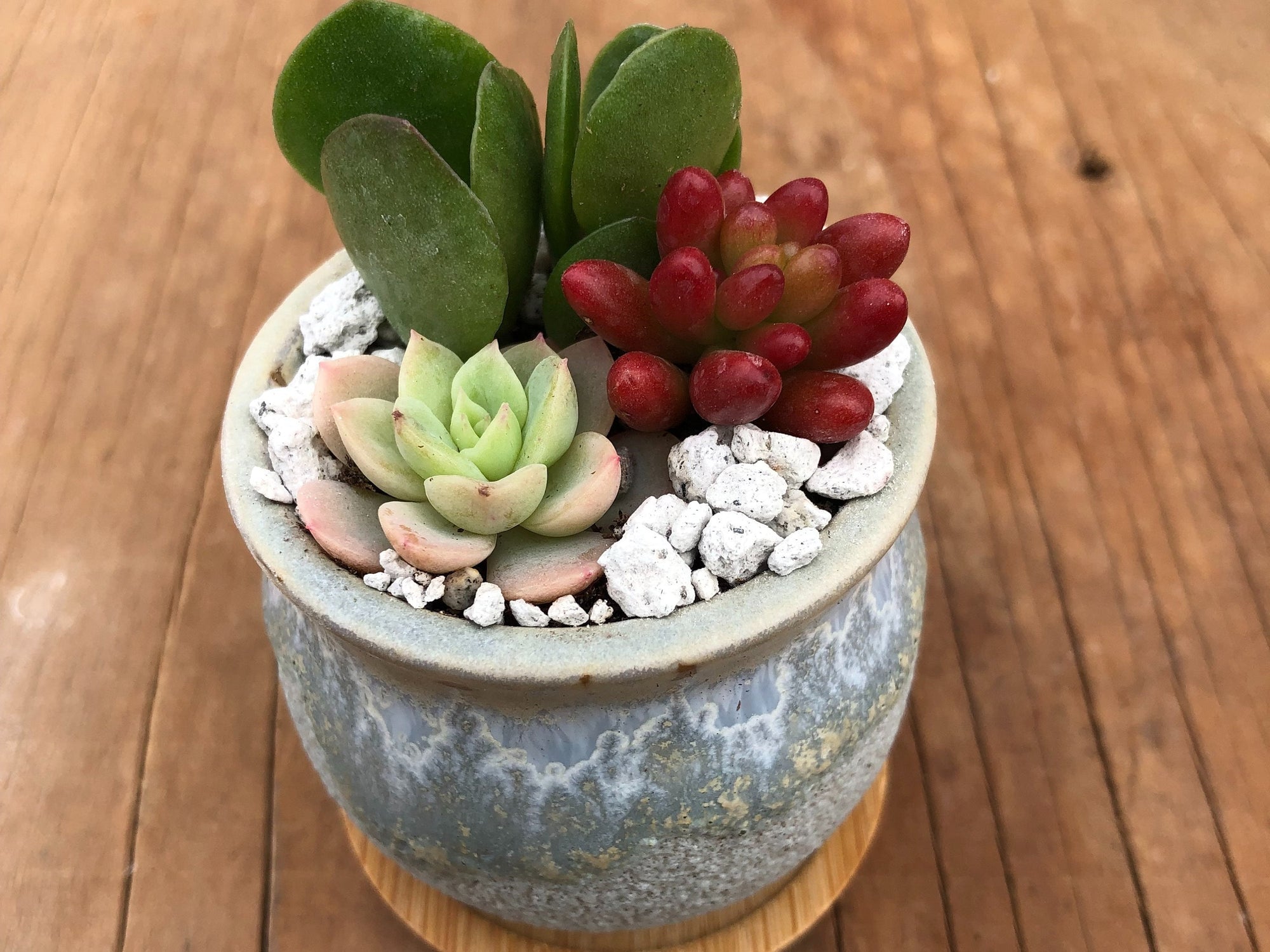 2" Tiny Succulent Arrangement in Pot | Succulent Gift