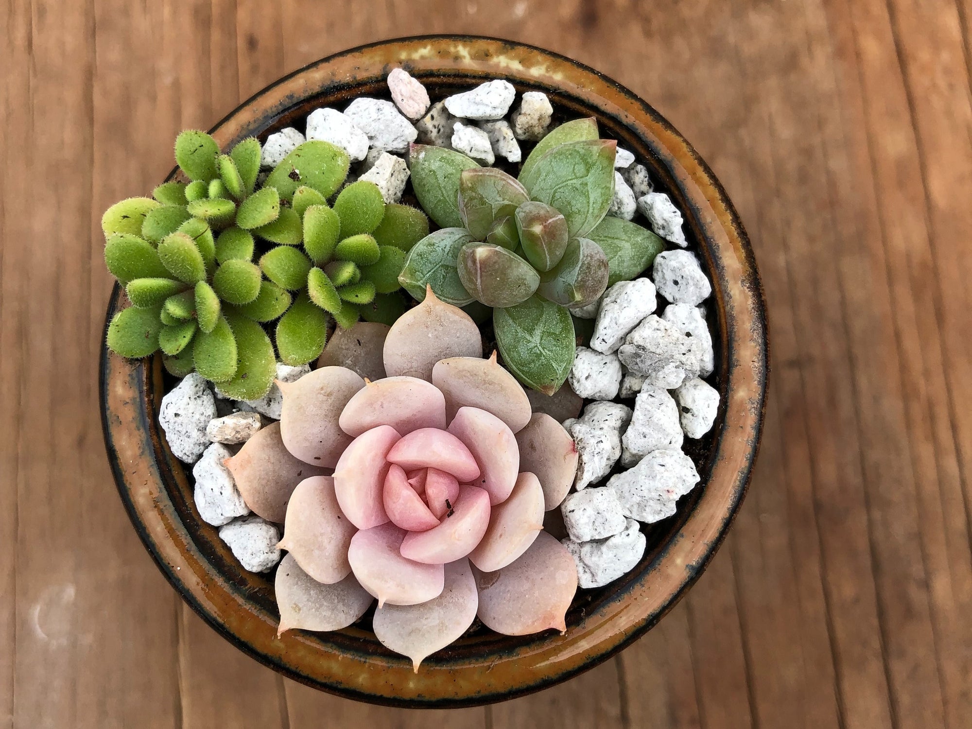 2" Tiny Succulent Arrangement in Pot | Succulent Gift