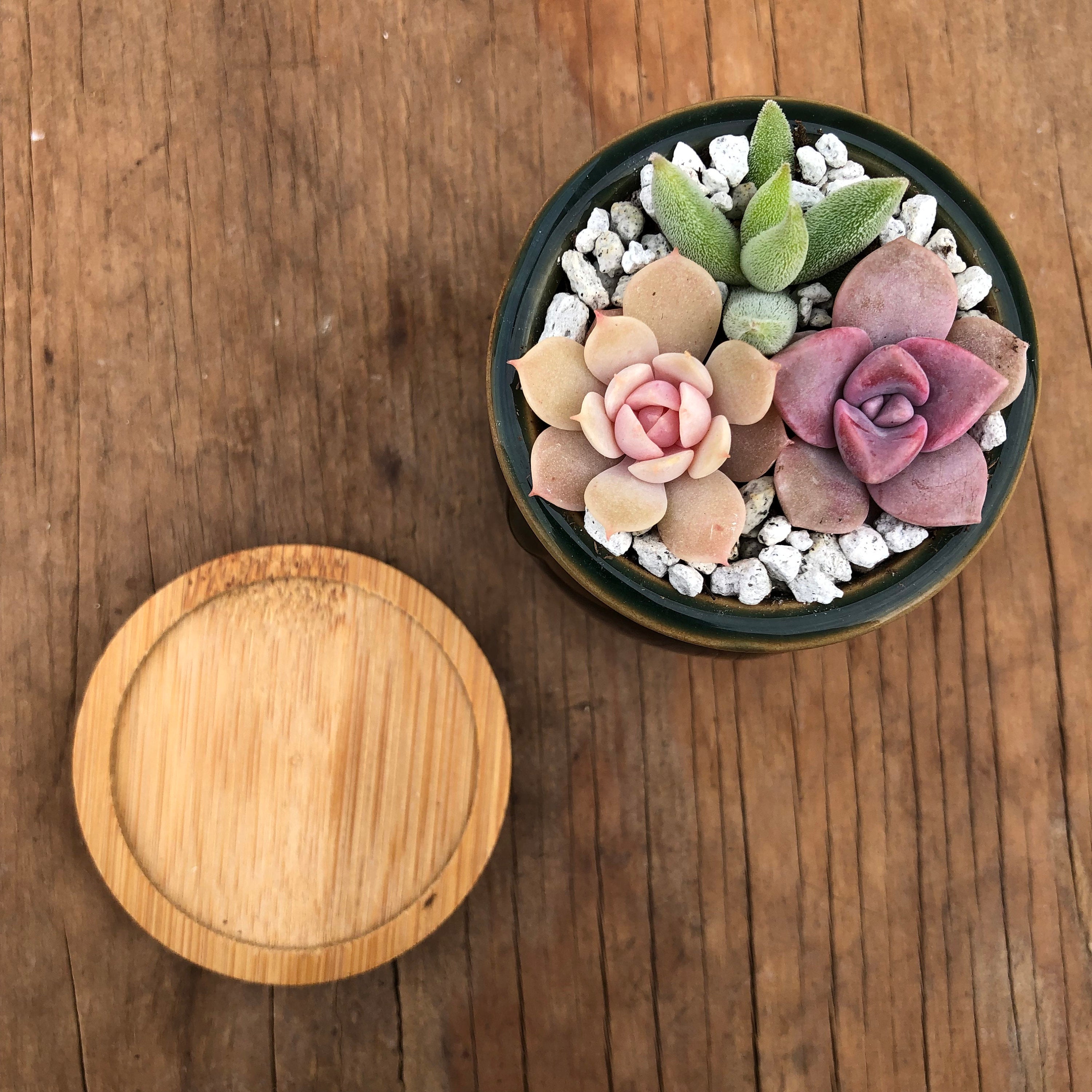 2" Tiny Succulent Arrangement in Pot | Succulent Gift