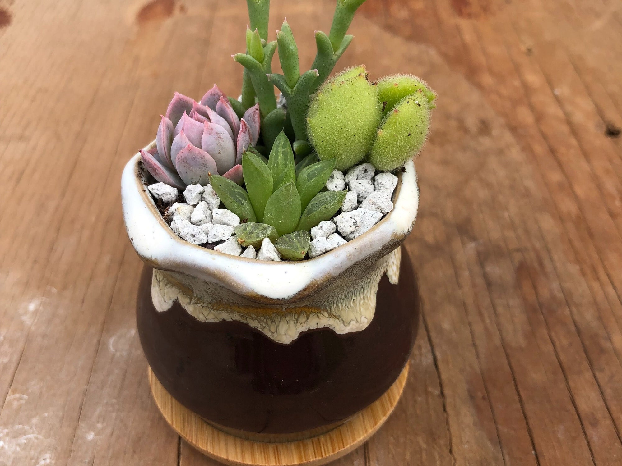 2" Tiny Succulent Arrangement in Pot | Succulent Gift