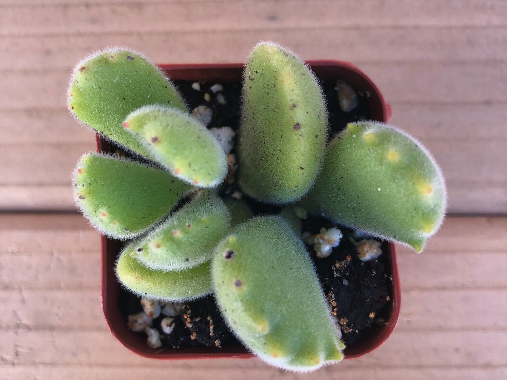 cat paw succulent Bear's Paw | Cotyledon Tomentosa | Succulents Plant Live