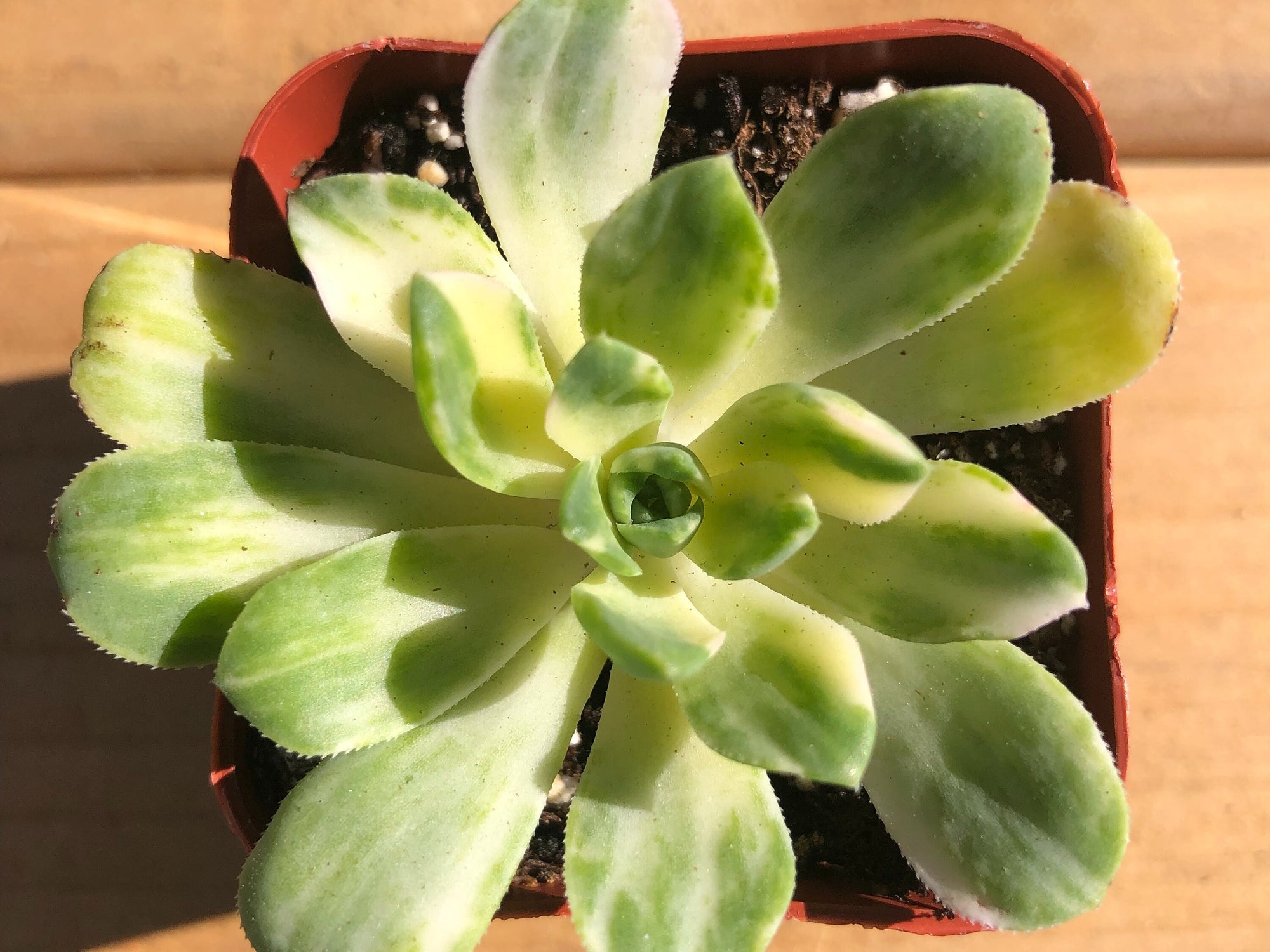 Copper Pinwheel | Aeonium ‘Sunburst’