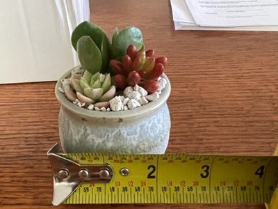 2" Tiny Succulent Arrangement in Pot | Succulent Gift