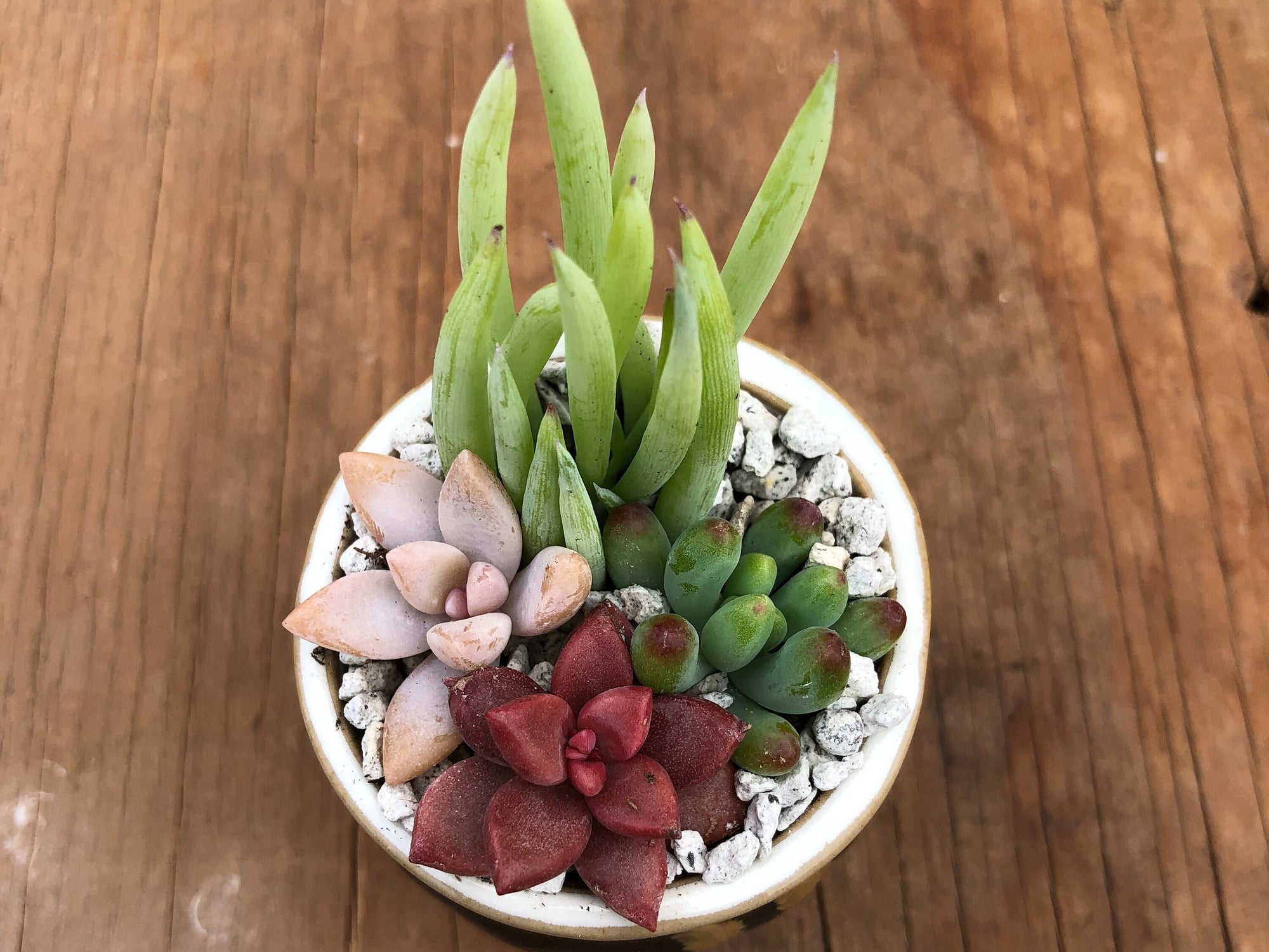 2" Tiny Succulent Arrangement in Pot | Succulent Gift