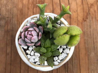 2" Tiny Succulent Arrangement in Pot | Succulent Gift
