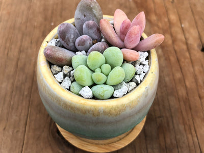 2" Tiny Succulent Arrangement in Pot | Succulent Gift
