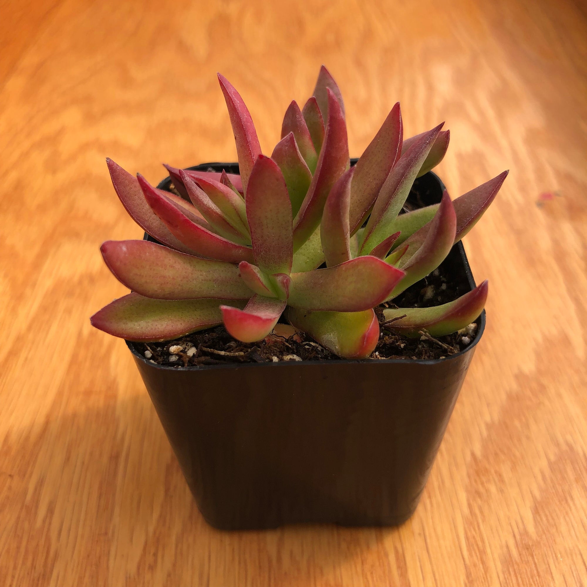red pagoda succulent Campfire Capitella 'Crassula' | Red Pagoda for purchase in San Diego